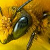 bee 8